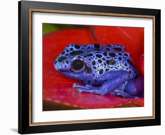 Poison Dart Frog on Red Leaf, Republic of Surinam-Jim Zuckerman-Framed Photographic Print