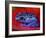 Poison Dart Frog on Red Leaf, Republic of Surinam-Jim Zuckerman-Framed Photographic Print