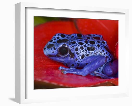 Poison Dart Frog on Red Leaf, Republic of Surinam-Jim Zuckerman-Framed Photographic Print