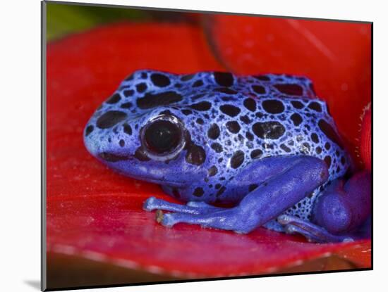 Poison Dart Frog on Red Leaf, Republic of Surinam-Jim Zuckerman-Mounted Photographic Print