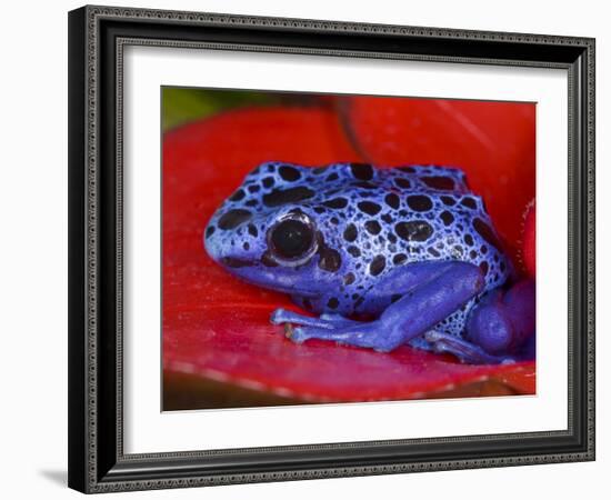 Poison Dart Frog on Red Leaf, Republic of Surinam-Jim Zuckerman-Framed Photographic Print