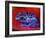 Poison Dart Frog on Red Leaf, Republic of Surinam-Jim Zuckerman-Framed Photographic Print