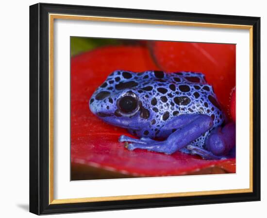 Poison Dart Frog on Red Leaf, Republic of Surinam-Jim Zuckerman-Framed Photographic Print