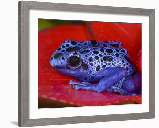 Poison Dart Frog on Red Leaf, Republic of Surinam-Jim Zuckerman-Framed Photographic Print