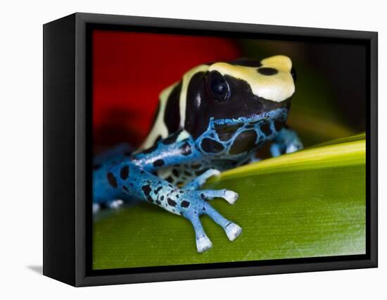 Poison Dart Frog on Red Leaf, Republic of Surinam-Jim Zuckerman-Framed Premier Image Canvas