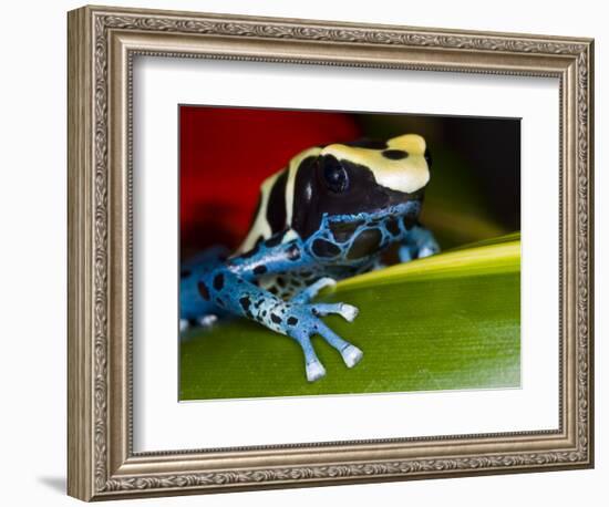 Poison Dart Frog on Red Leaf, Republic of Surinam-Jim Zuckerman-Framed Photographic Print