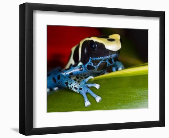 Poison Dart Frog on Red Leaf, Republic of Surinam-Jim Zuckerman-Framed Photographic Print