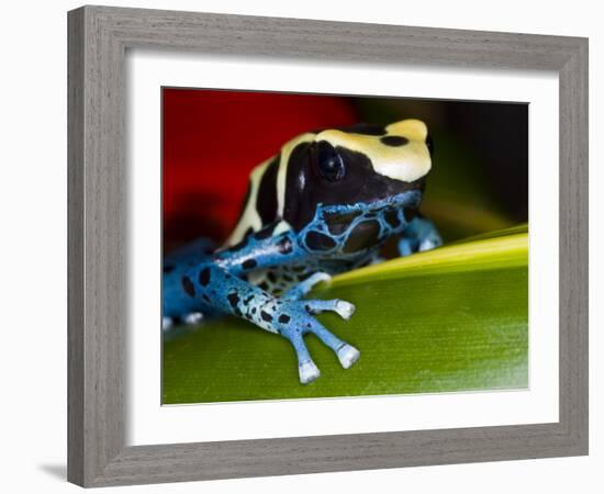 Poison Dart Frog on Red Leaf, Republic of Surinam-Jim Zuckerman-Framed Photographic Print