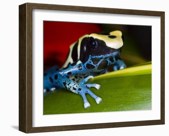 Poison Dart Frog on Red Leaf, Republic of Surinam-Jim Zuckerman-Framed Photographic Print