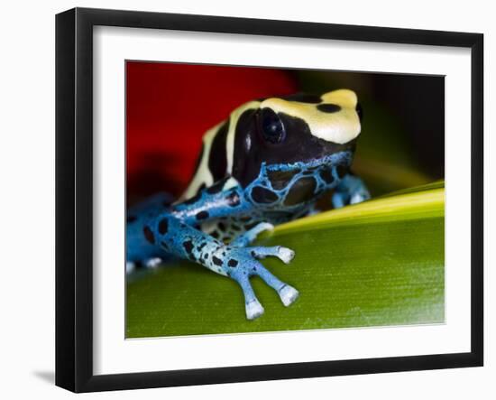 Poison Dart Frog on Red Leaf, Republic of Surinam-Jim Zuckerman-Framed Photographic Print