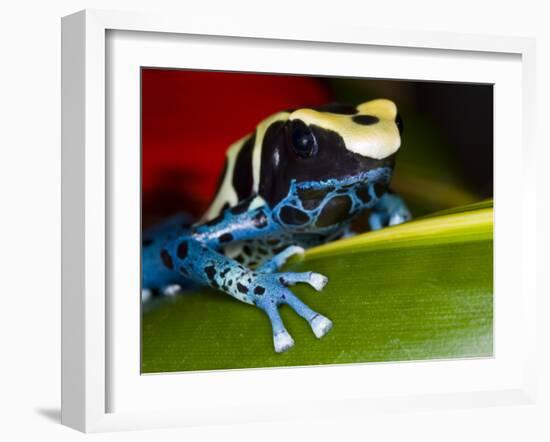 Poison Dart Frog on Red Leaf, Republic of Surinam-Jim Zuckerman-Framed Photographic Print