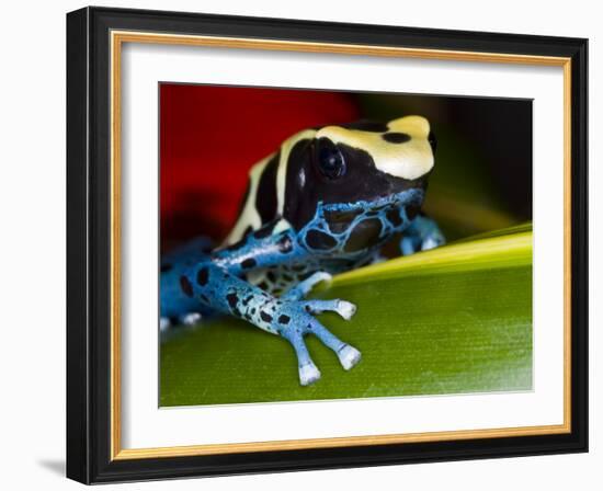 Poison Dart Frog on Red Leaf, Republic of Surinam-Jim Zuckerman-Framed Photographic Print