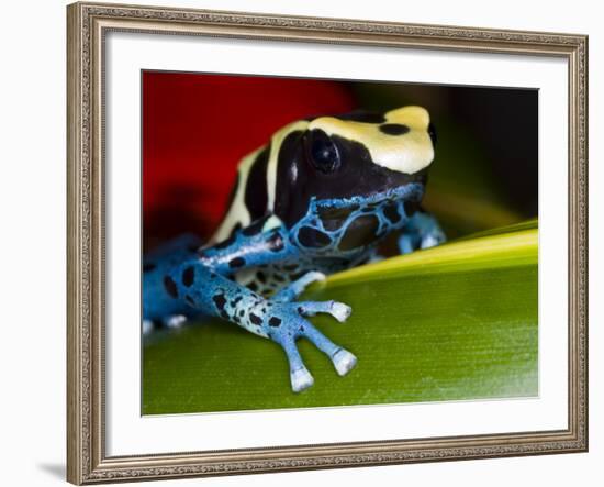 Poison Dart Frog on Red Leaf, Republic of Surinam-Jim Zuckerman-Framed Photographic Print