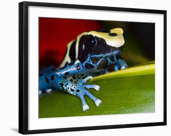 Poison Dart Frog on Red Leaf, Republic of Surinam-Jim Zuckerman-Framed Photographic Print