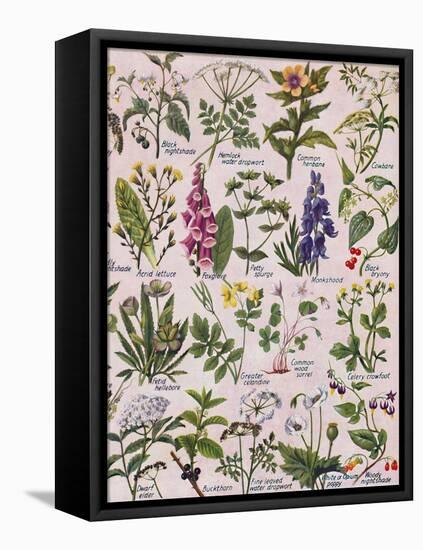 'Poisonous Plants Found in the British Isles', 1935-Unknown-Framed Premier Image Canvas