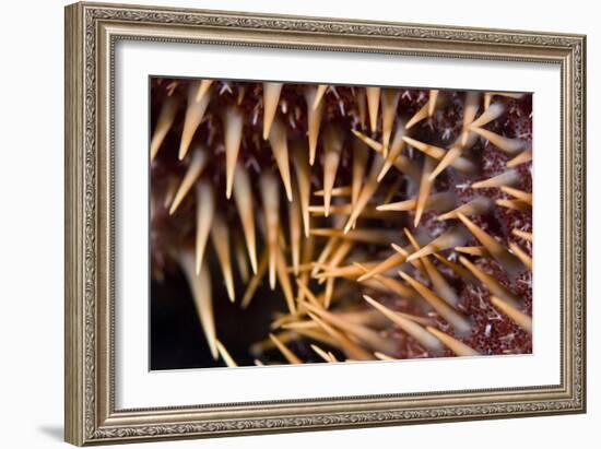 Poisonous Spines of a Crown of Thorns-Matthew Oldfield-Framed Photographic Print