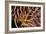 Poisonous Spines of a Crown of Thorns-Matthew Oldfield-Framed Photographic Print