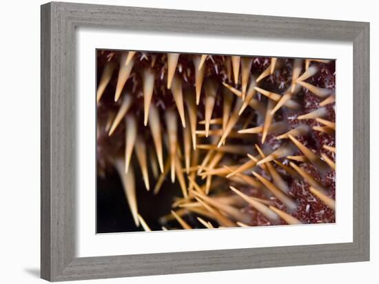 Poisonous Spines of a Crown of Thorns-Matthew Oldfield-Framed Photographic Print