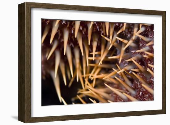 Poisonous Spines of a Crown of Thorns-Matthew Oldfield-Framed Photographic Print