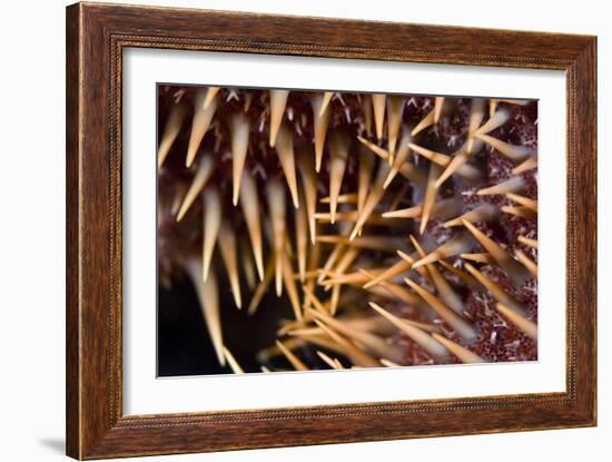 Poisonous Spines of a Crown of Thorns-Matthew Oldfield-Framed Photographic Print