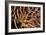 Poisonous Spines of a Crown of Thorns-Matthew Oldfield-Framed Photographic Print