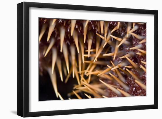 Poisonous Spines of a Crown of Thorns-Matthew Oldfield-Framed Photographic Print