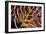 Poisonous Spines of a Crown of Thorns-Matthew Oldfield-Framed Photographic Print