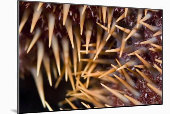 Poisonous Spines of a Crown of Thorns-Matthew Oldfield-Mounted Photographic Print