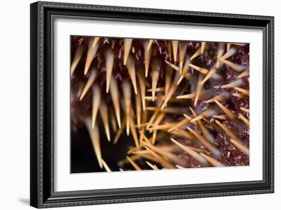 Poisonous Spines of a Crown of Thorns-Matthew Oldfield-Framed Photographic Print