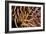 Poisonous Spines of a Crown of Thorns-Matthew Oldfield-Framed Photographic Print