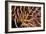 Poisonous Spines of a Crown of Thorns-Matthew Oldfield-Framed Photographic Print