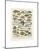 Poissons I-Adolphe Millot-Mounted Art Print