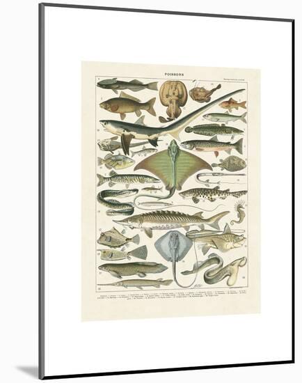 Poissons II-Adolphe Millot-Mounted Art Print