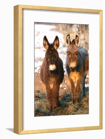 Poitou Donkey and Normal Donkey (On Right) Facing Camera-null-Framed Photographic Print