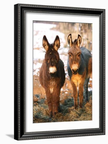 Poitou Donkey and Normal Donkey (On Right) Facing Camera-null-Framed Photographic Print