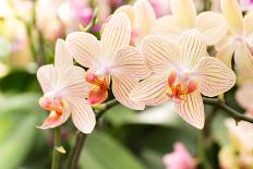 Streaked Orchid Flowers. Beautiful Orchid Flowers.-pojvistaimage-Photographic Print