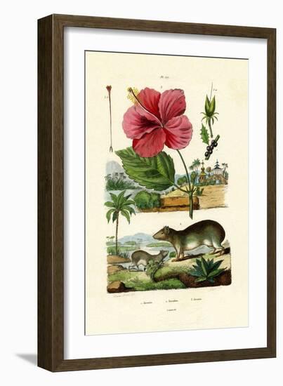 Pokeweed, 1833-39-null-Framed Giclee Print