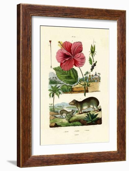 Pokeweed, 1833-39-null-Framed Giclee Print