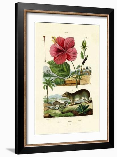 Pokeweed, 1833-39-null-Framed Giclee Print