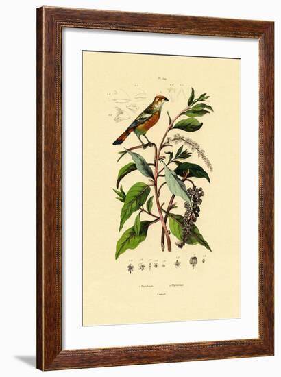 Pokeweed, 1833-39-null-Framed Giclee Print