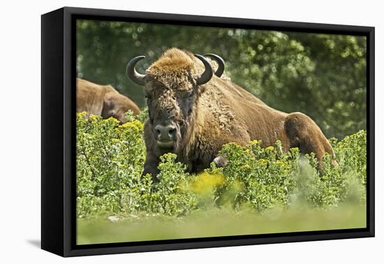 Poland, Bieszczady. Bison Bonasus, European Bison Taking a Rest-David Slater-Framed Premier Image Canvas