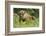 Poland, Bieszczady. Bison Bonasus, European Bison Taking a Rest-David Slater-Framed Photographic Print