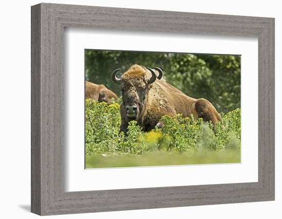 Poland, Bieszczady. Bison Bonasus, European Bison Taking a Rest-David Slater-Framed Photographic Print