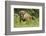 Poland, Bieszczady. Bison Bonasus, European Bison Taking a Rest-David Slater-Framed Photographic Print