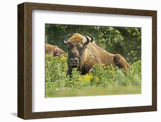 Poland, Bieszczady. Bison Bonasus, European Bison Taking a Rest-David Slater-Framed Photographic Print