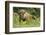 Poland, Bieszczady. Bison Bonasus, European Bison Taking a Rest-David Slater-Framed Photographic Print