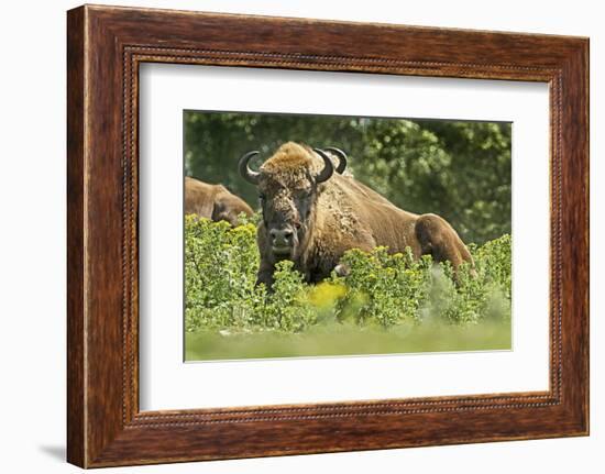 Poland, Bieszczady. Bison Bonasus, European Bison Taking a Rest-David Slater-Framed Photographic Print