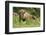 Poland, Bieszczady. Bison Bonasus, European Bison Taking a Rest-David Slater-Framed Photographic Print