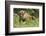 Poland, Bieszczady. Bison Bonasus, European Bison Taking a Rest-David Slater-Framed Photographic Print