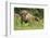 Poland, Bieszczady. Bison Bonasus, European Bison Taking a Rest-David Slater-Framed Photographic Print